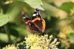 k-IMG_8591.jpg